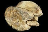 Bargain, Fossil Dinosaur Vertebra - Judith River Formation #107178-1